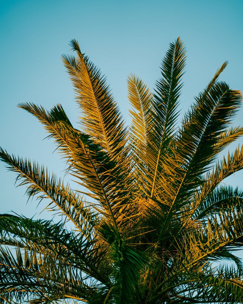 Palm fronds backlit by golden hour sun against a blue Arizona sky