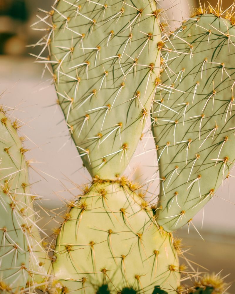 Macro detail of prickly pear cactus spines and pads in Arizona