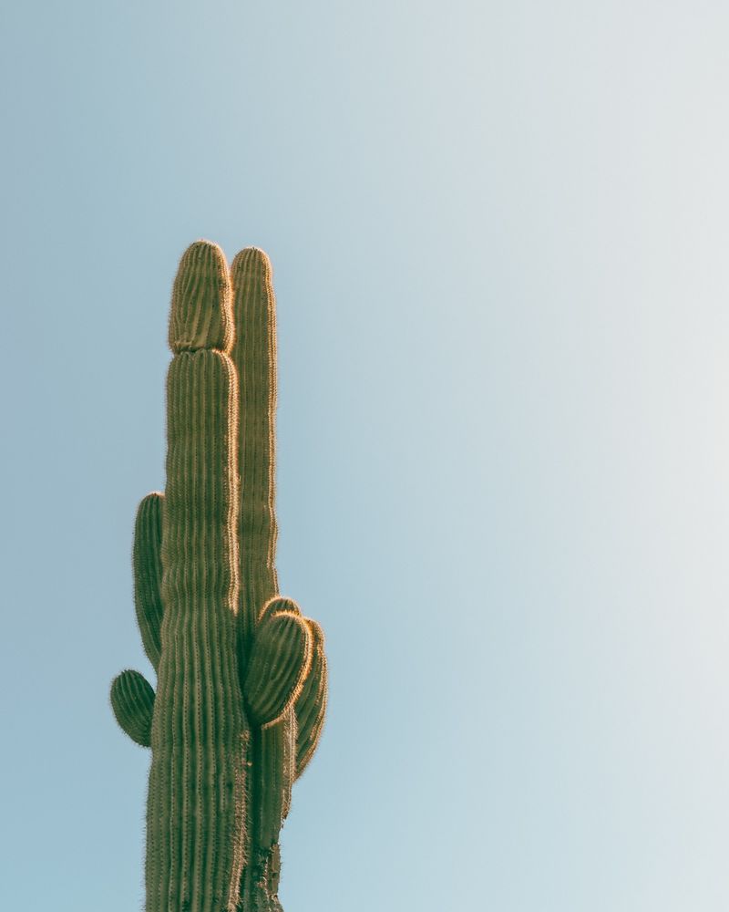 Arizona Desert Travel Photography - Saguaros, Papago Park & Sonoran Light